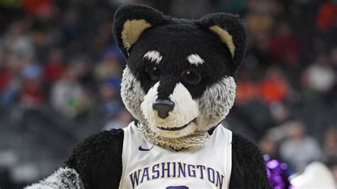 The Training and Preparation of the Washington Huskies Mascot Performers